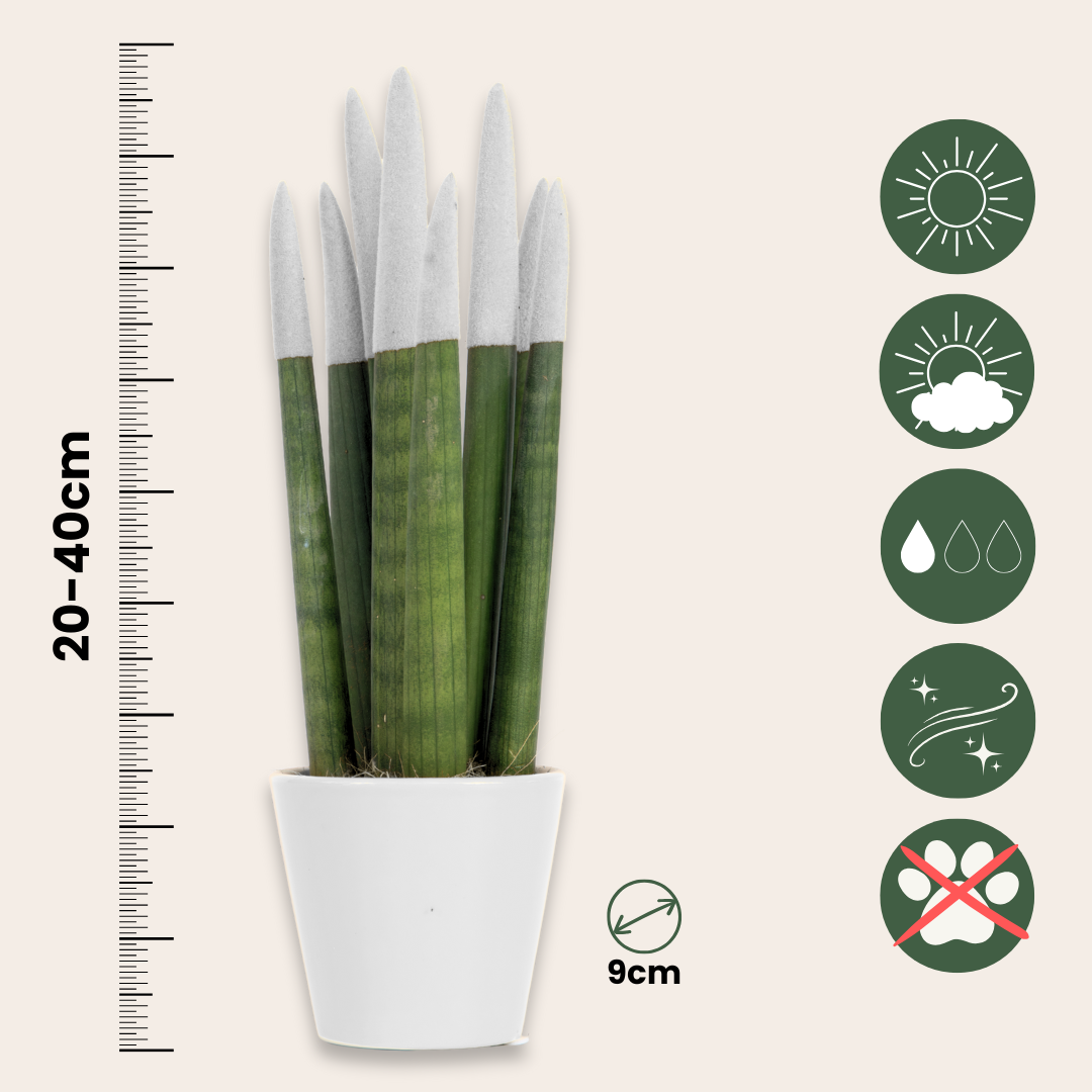 Lengua De Suegra Cilíndrica - Sansevieria Cylindrica - Altura 20-40cm - ⌀9cm_2