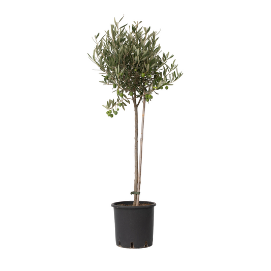 Olivo - Olea Europaea - Altura 80-90cm - ⌀19cm_0