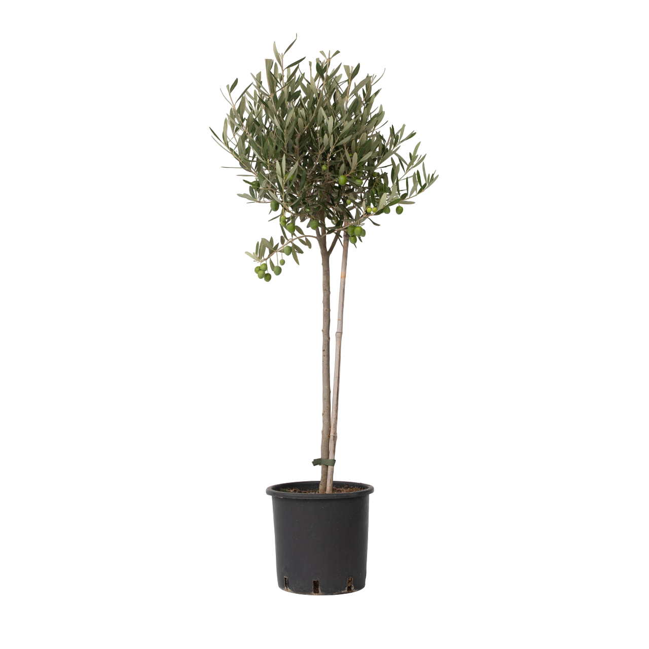 Olivo - Olea Europaea - Altura 80-90cm - ⌀19cm