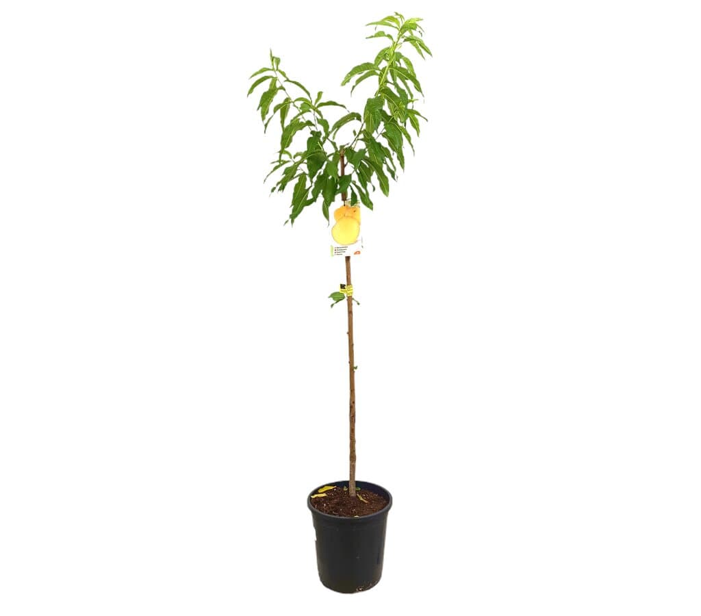 Melocotonero Catherine M25 100-120cm_0