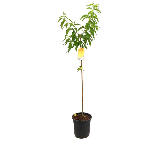 Melocotonero Catherine M25 100-120cm_0