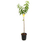 Melocotonero Catherine M25 100-120cm