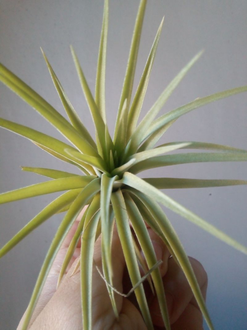 Tillandsia Plagiotropica Planta Clavel Del Aire