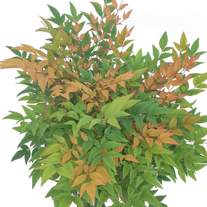 Nandina Domestica M19 40-60cm (bambú Sagrado)