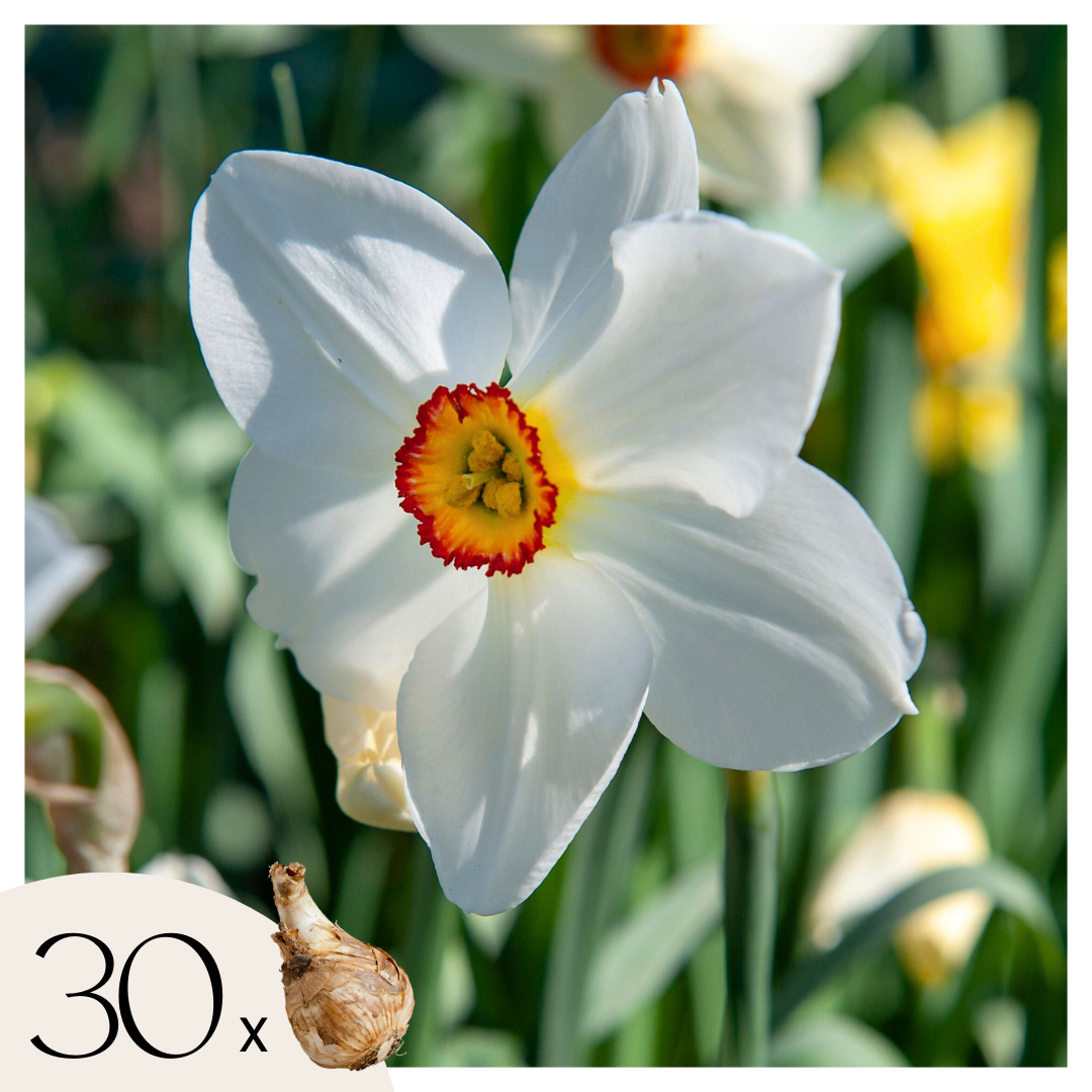 Bulbos De Narcisos - 30 Pzs - Narcissus 'recurvus' - Bulbos De Flores - Blanco_0