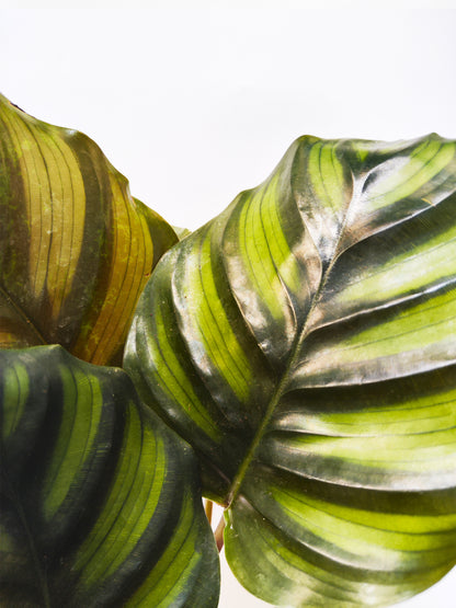 Calathea Faciata