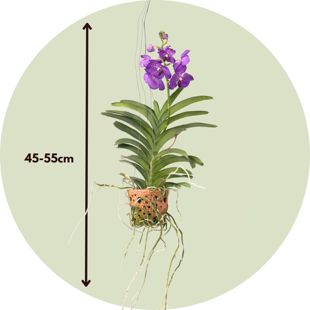 Orquídea Vanda - Vanda 'blue' - Altura 45-55cm - ⌀12cm_2
