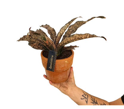 Sansevieria Star Canyon M17 30cm_0