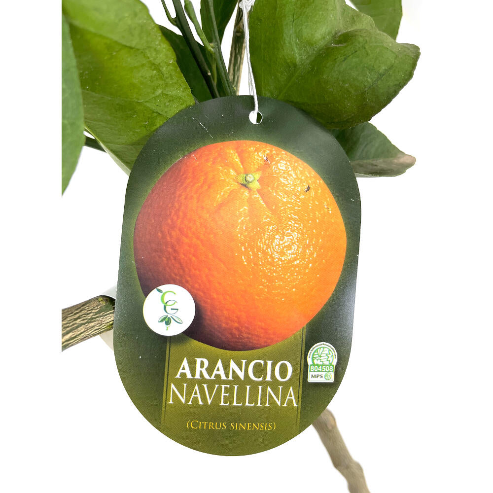 Naranjo Navelina Tb20 140cm