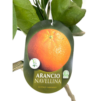Naranjo Navelina Tb20 140cm