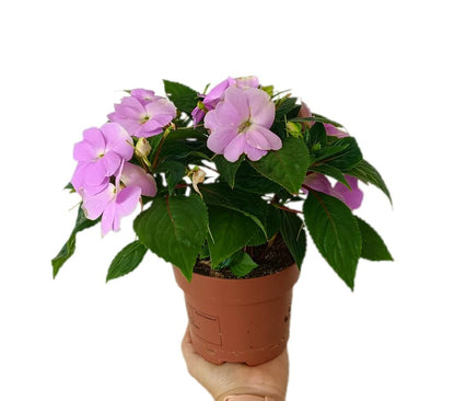 Impatiens M14_0