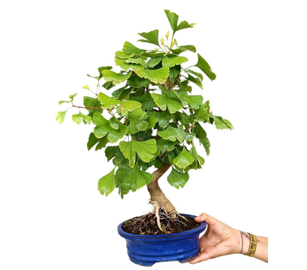 Bonsái Ginkgo Biloba 12 Años_0