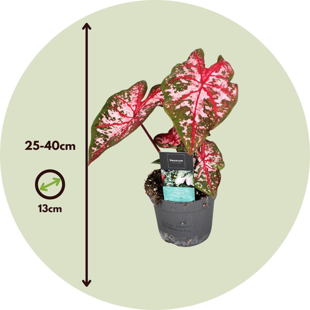 Caladio - Caladium 'carolyn Whorton' - Altura 25-40cm - ⌀13cm_2
