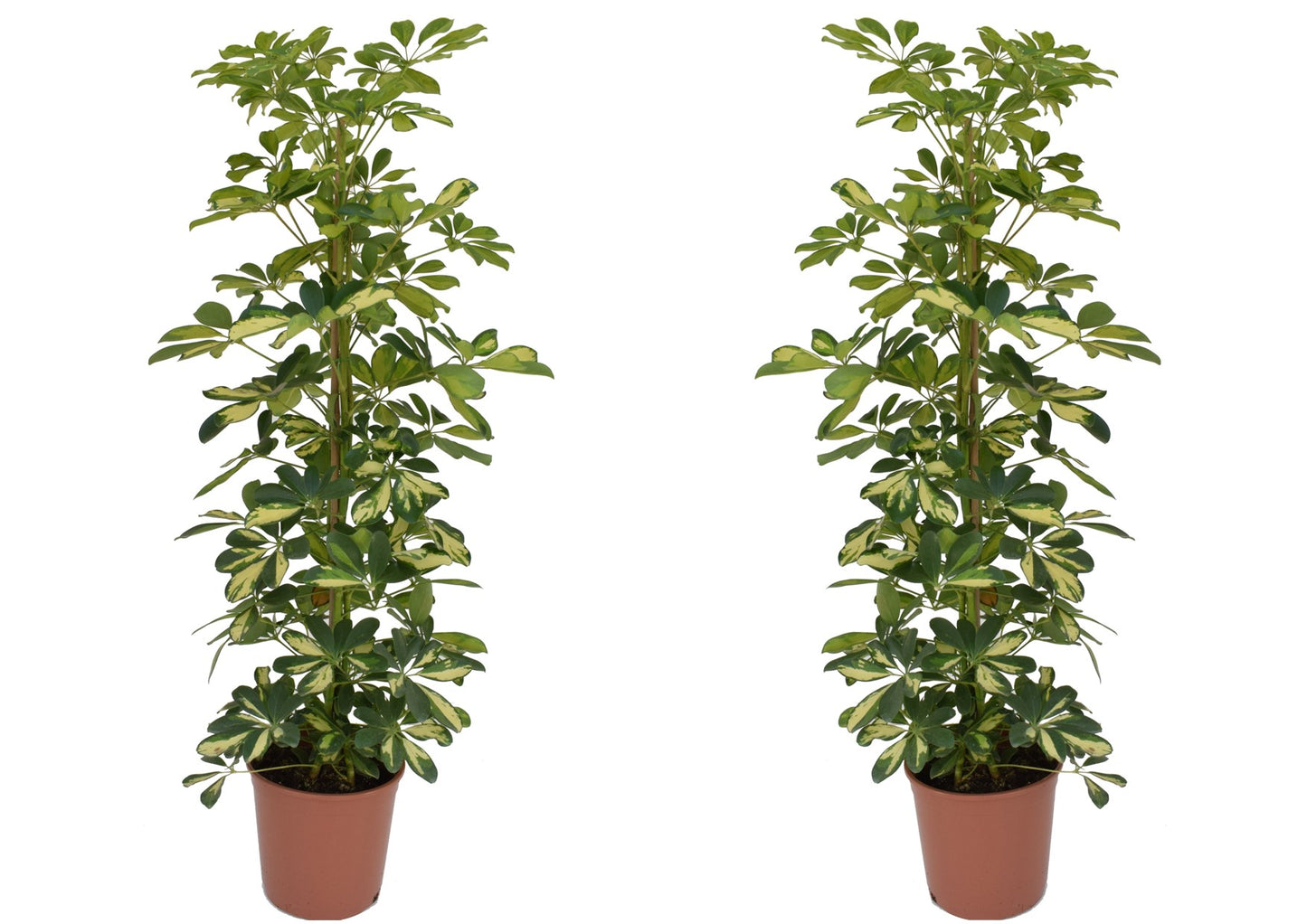 Cheflera - 2 Pzs - Schefflera 'dalton' - Altura 90-100cm - ⌀21cm_0