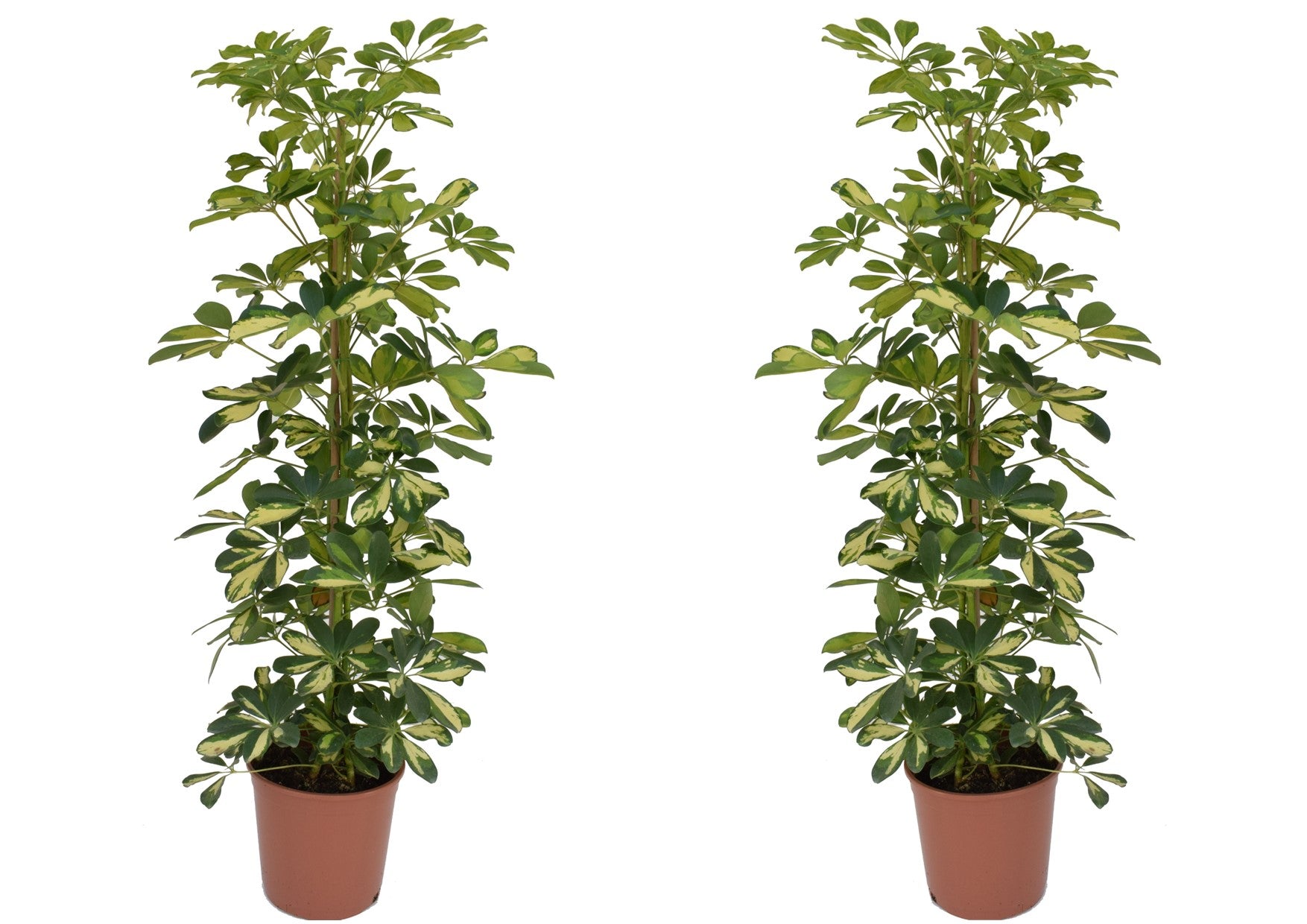 Cheflera - 2 Pzs - Schefflera 'dalton' - Altura 90-100cm - ⌀21cm_0