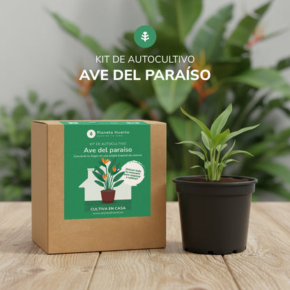 Kit de autocultivo Ave del paraíso Planeta Huerto