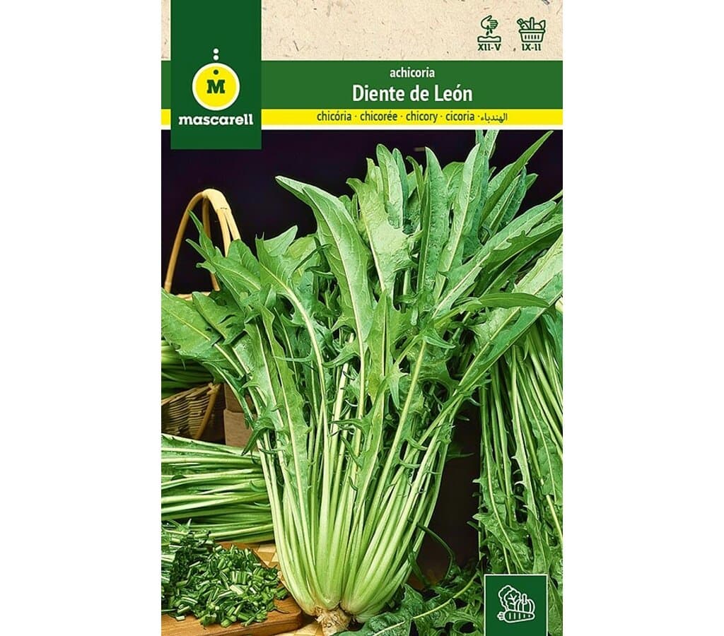 Semillas Achicoria Diente De León