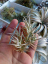Tillandsias Palaecea Minor Planta Del Aire