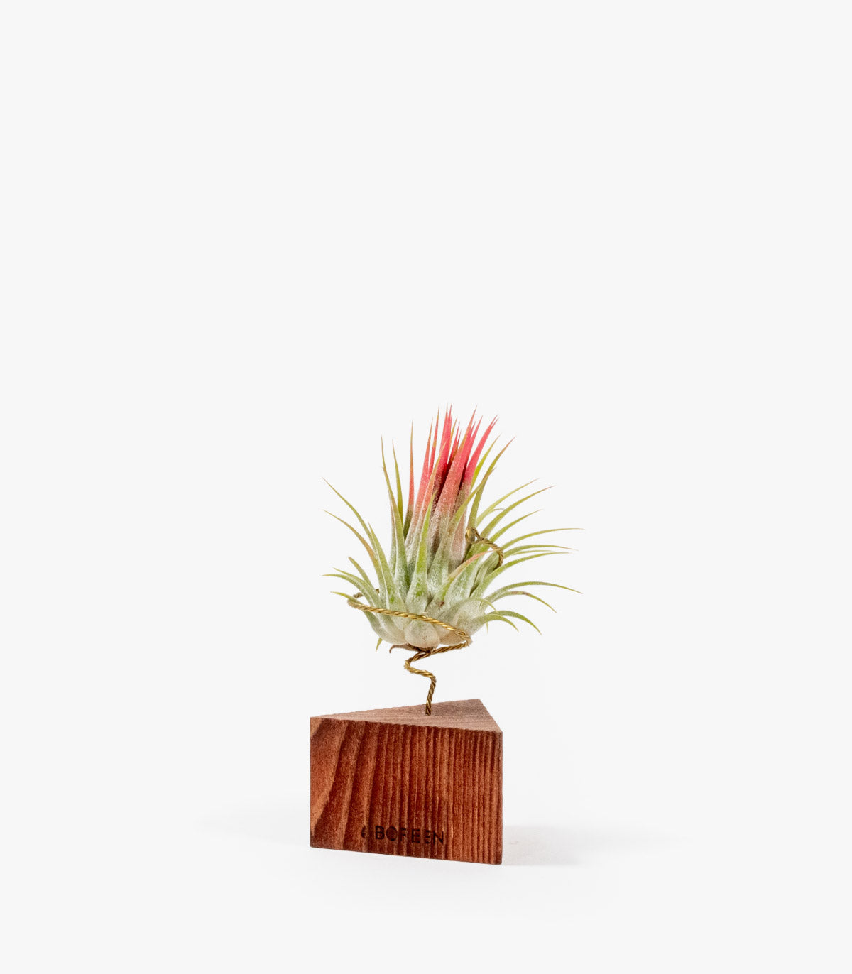 Planta De Aire Tillandsia Ionantha Con Triángulo De Madera Nogal_0