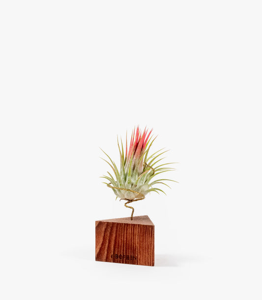 Planta De Aire Tillandsia Ionantha Con Triángulo De Madera Nogal_0