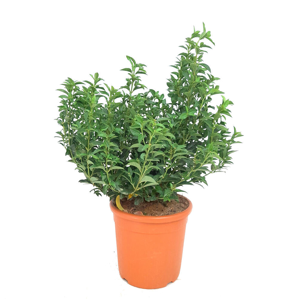 Viburnum Tinus M22 60cm (durillo)_0