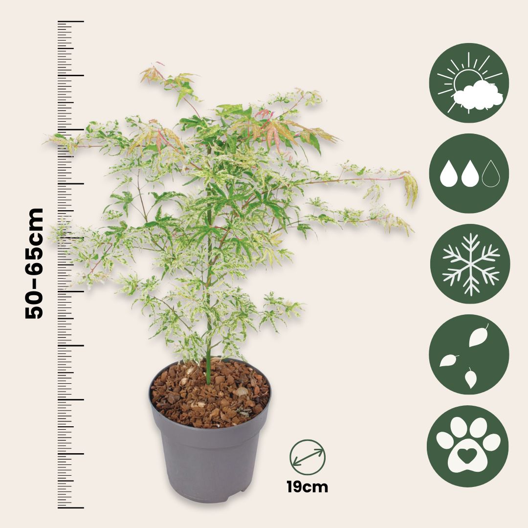 Arce Japonés - Acer Palmatum 'ukigumo' - Altura 50-60cm - ⌀19cm_2