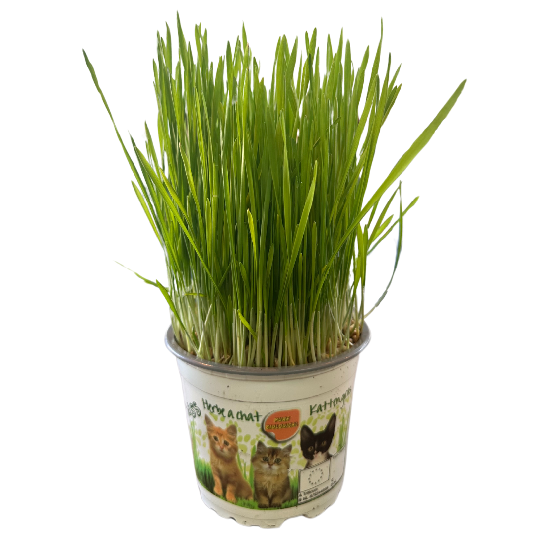 Kattegrass Hierba Para Gatos M12_0