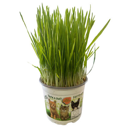 Kattegrass Hierba Para Gatos M12_0