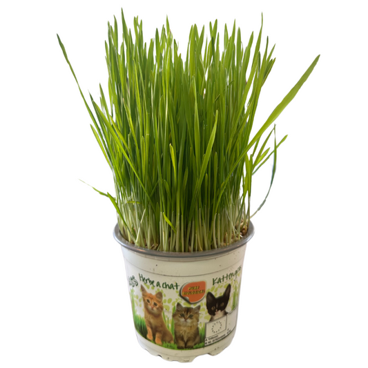 Kattegrass Hierba Para Gatos M12_0