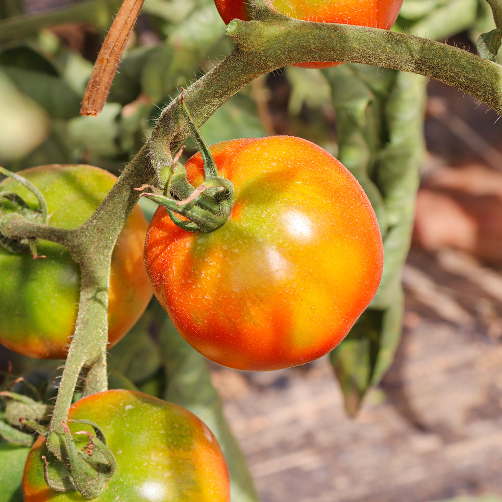 Plantón Tomate Pometa 6 Unidades - PlantaBo_2