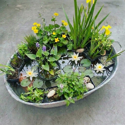 Set Sorpresa Plantas Estanque - 12 Plantas Incl. Nenúfar Blanco_1