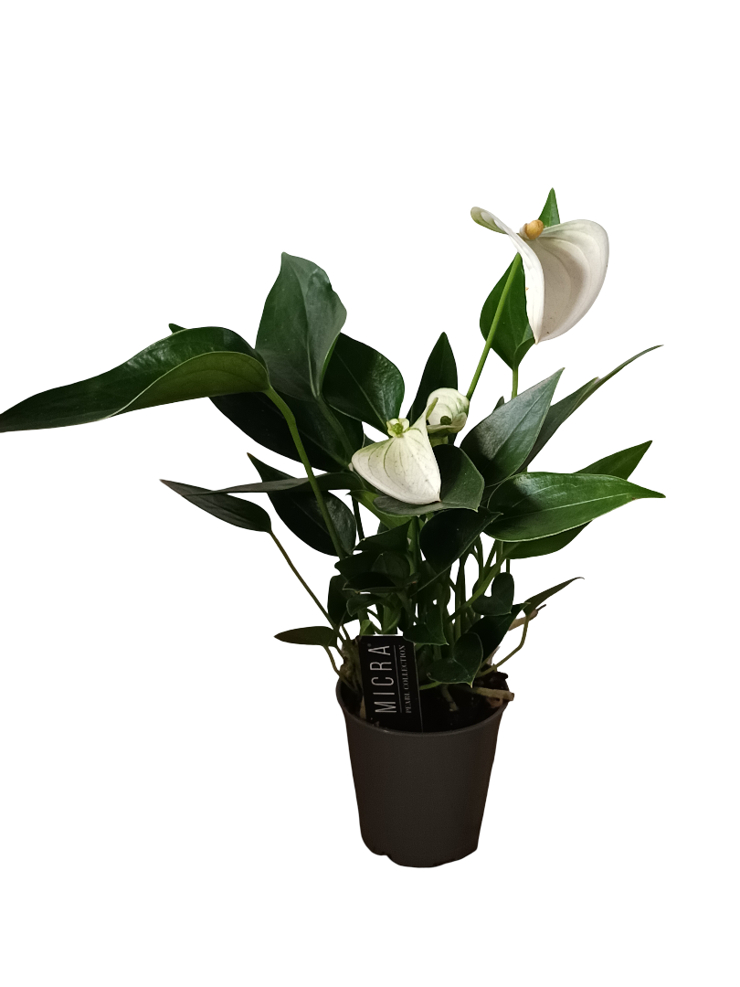Mini Anthurium Flor Blanca Surtida Planta De Interior Ø6_0