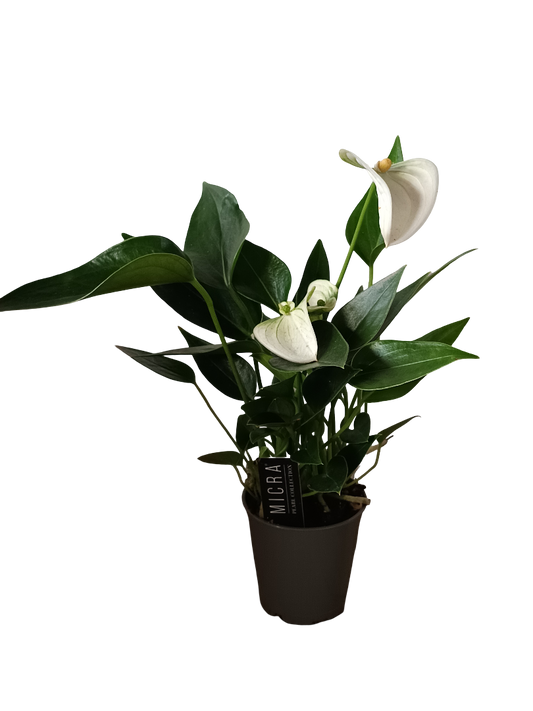 Mini Anthurium Flor Blanca Surtida Planta De Interior Ø6_0