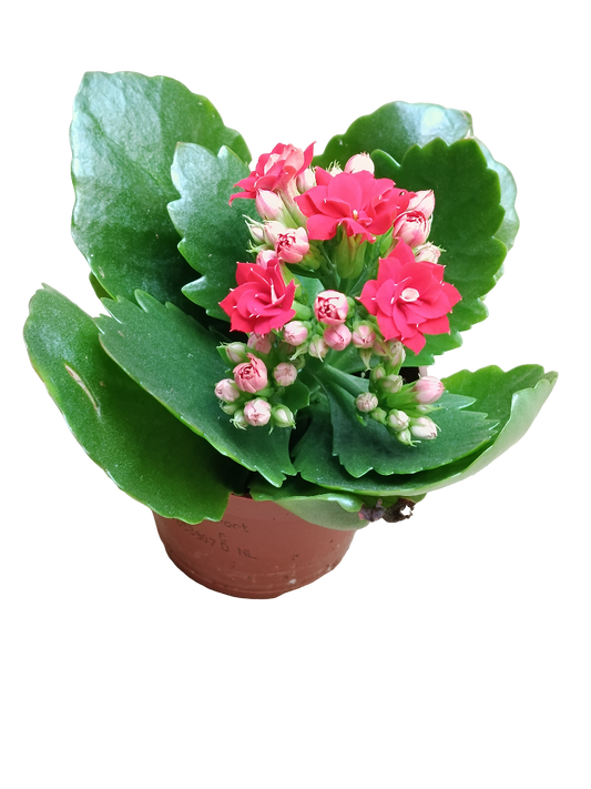 Kalanchoe Flor Rojo Planta Maceta 7 Cms_0