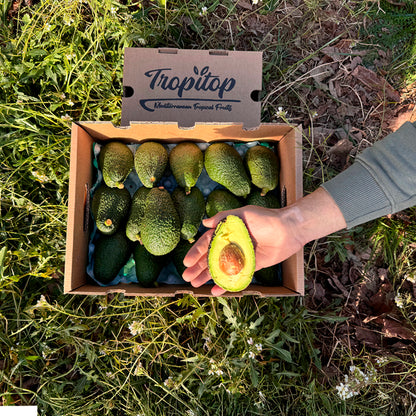 Caja 9kg De Aguacates Hass Ecológicos Tropitop_2