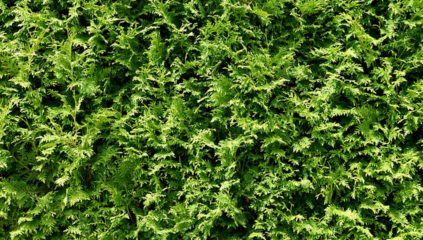 Thuja Plicata zebrina_1
