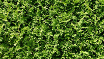 Thuja Plicata zebrina_1