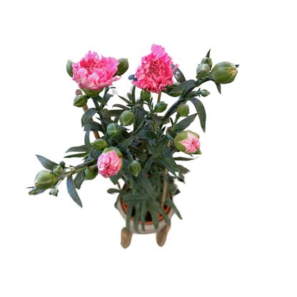 Clavel De Florista Colores Variados M14_1