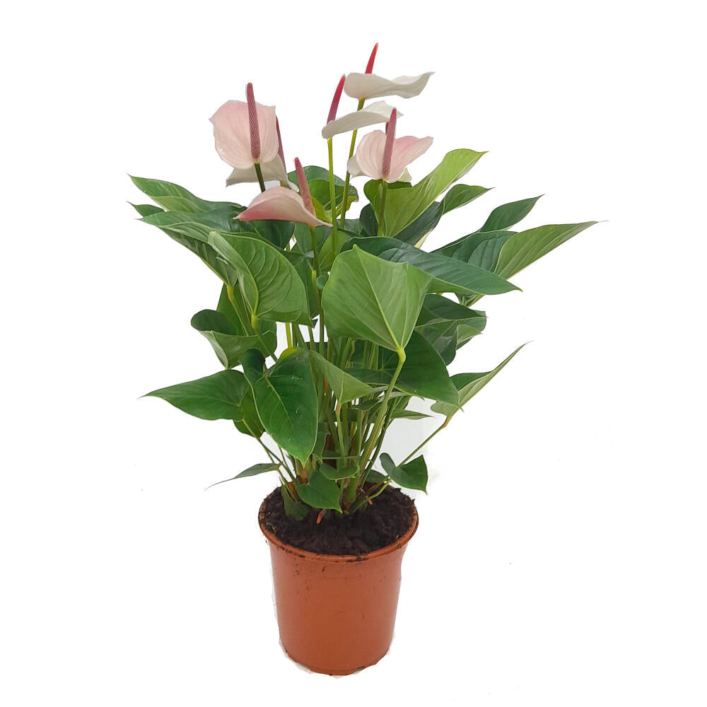 Anthurium Andreanum M21 75cm_0