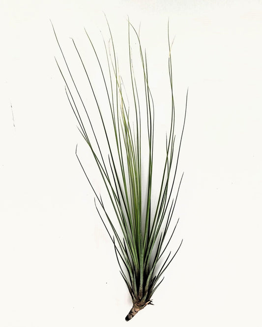 Tillandsia juncifolia; tillandsia de hojas de junco, planta del aire; Curiosarium; altura 20-25 cm, diámetro 10-15 cm_0