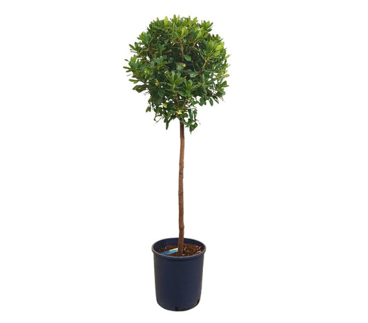 Madroño Copa M35 160-180cm (arbutus Unedo)_0