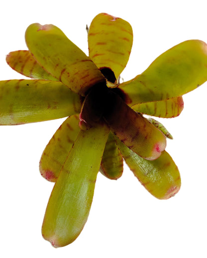 Neoregelia 'Thera'; bromelia verde colorida; Curiosarium; altura 10 cm, diámetro 12 cm, sin sustrato_0