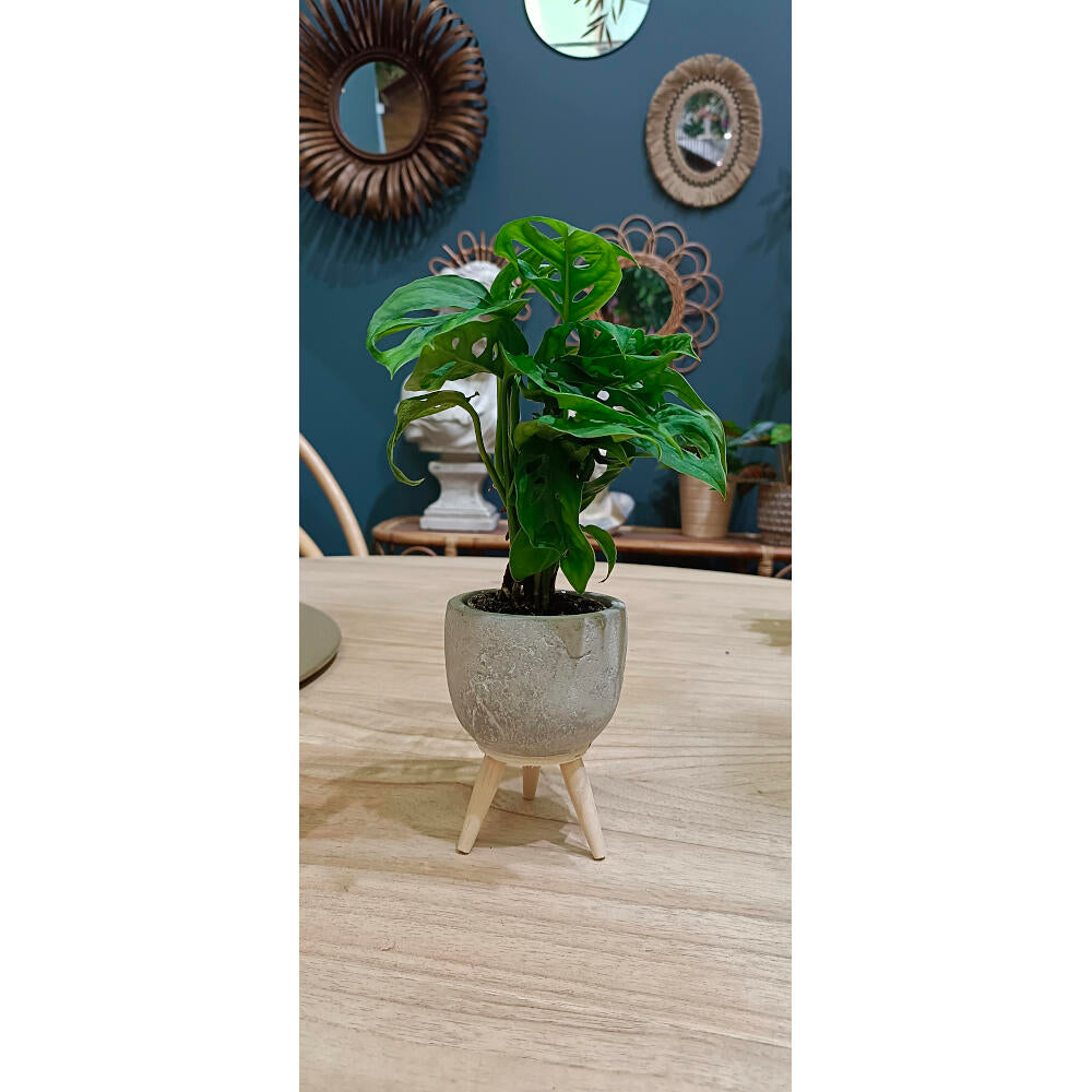 Monstera Obliqua M6 (adansonii)