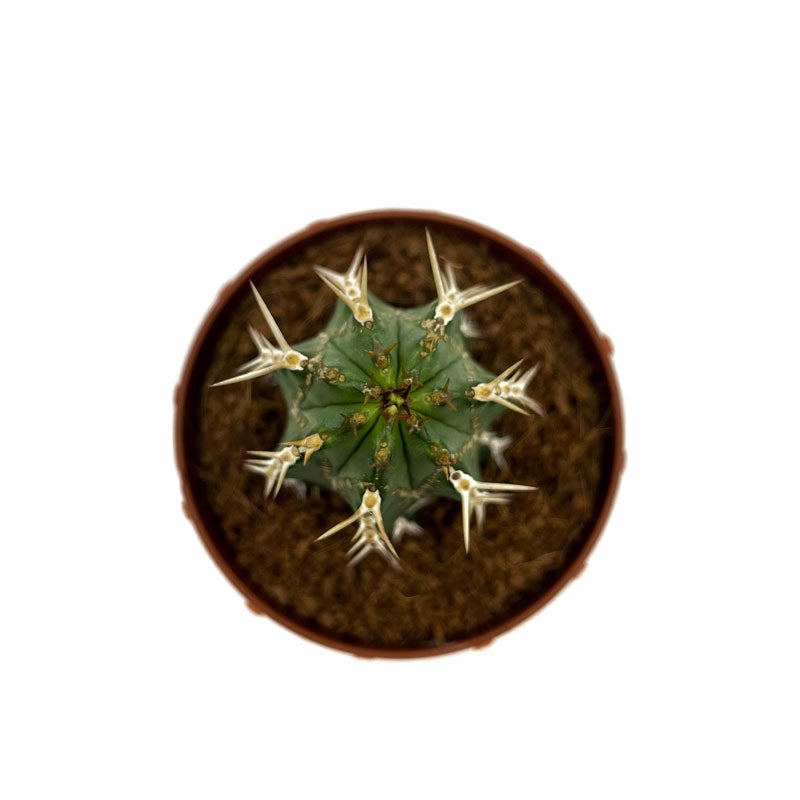 Euphorbia Echinus Cactus Y Suculentas M8,5 Ø