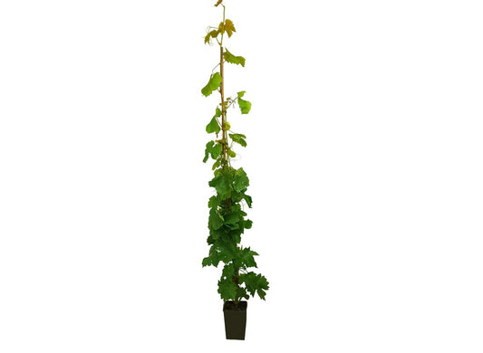 Vitis Vinifera Centennial Seedless M20 120-150cm (vid) Uva Sin Pepita_0