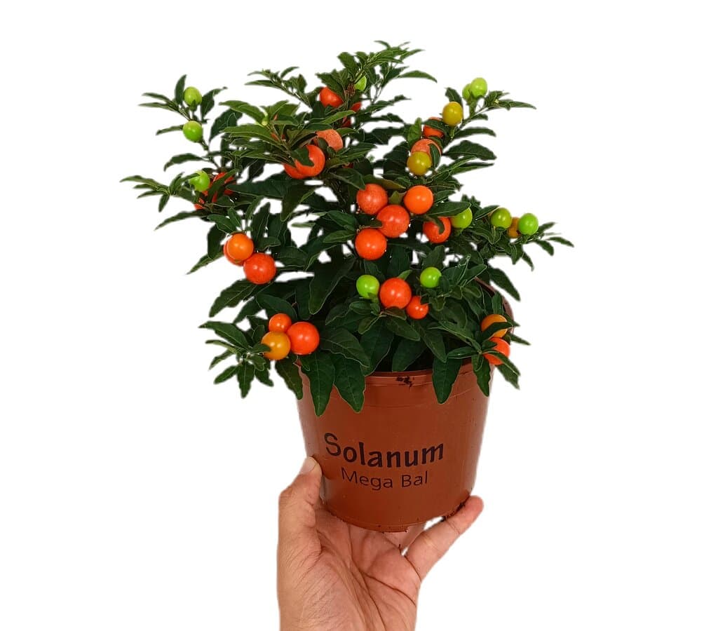 Solanum Megaball M14_0