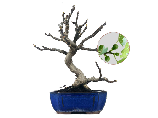 Bonsái Ficus Carica – Higuera 9 Años_0