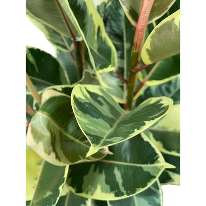 Ficus Elastica Tineke M22 80cm_1