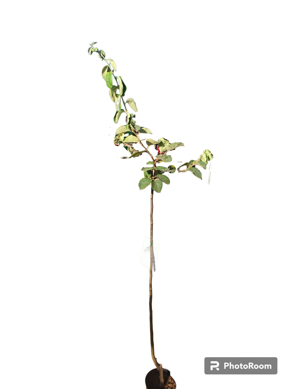 Membrillo Wranja Maceta