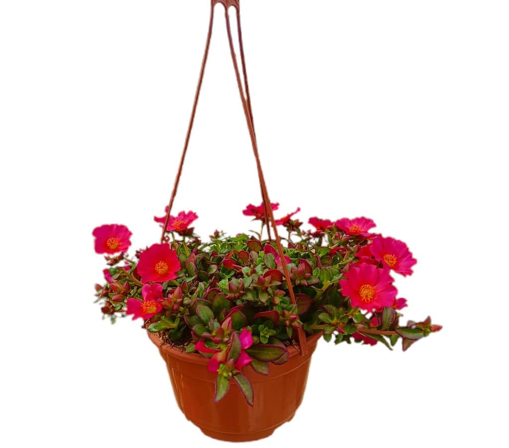 Portulaca Oleracea M18_0